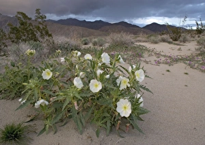 Dune Primrose Dune Primrose