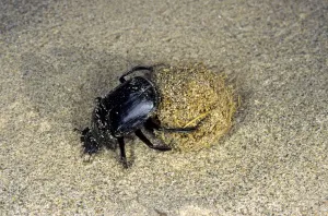 Dung Beetle / Dung Chafer / Scarab / Tumblebug - with a dung-ball - in sand dunes of Dung Beetle / Dung Chafer / Scarab / Tumblebug - with a dung-ball - in sand dunes of