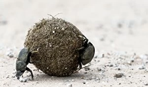 Dung Beetle male rolling a ball of dung with female