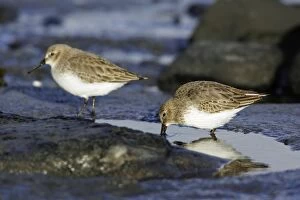 Images Dated 1st November 2006: Dunlin - Feeding on coast at low tide, in winter plumage. Northumberland, UK