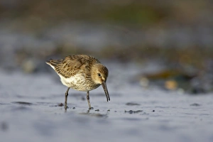 Dunlin - Feeding at shoreline in winter Dunlin - Feeding at shoreline in winter