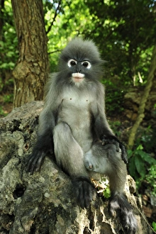 Dusky Leaf Monkey / Spectacled Langur / Spectacled Dusky Leaf Monkey / Spectacled Langur / Spectacled