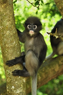 Dusky Leaf Monkey / Spectacled Langur / Spectacled Leaf Monkey Dusky Leaf Monkey / Spectacled Langur / Spectacled Leaf Monkey