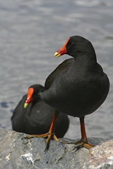 Dusky Moorhen - bonded pair of Dusky Moorhens relax together after feeding Dusky Moorhen - bonded pair of Dusky Moorhens relax together after feeding