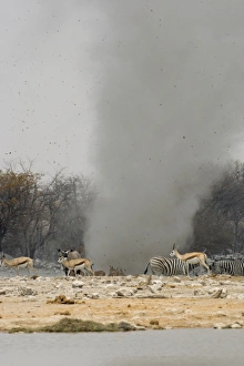 Dust Devil - Throwing debris high in the air at Goas Waterhole Dust Devil - Throwing debris high in the air at Goas Waterhole