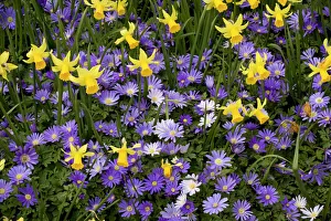 Dwarf daffodils and Anemone blanda in garden border Dwarf daffodils and Anemone blanda in garden border