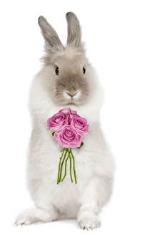 Dwarf Lion-head Rabbit - on hind legs holding flowers Dwarf Lion-head Rabbit - on hind legs holding flowers