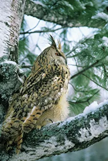 Eagle Owl - adult on Birch Tree in forest of Ural Mountains Eagle Owl - adult on Birch Tree in forest of Ural Mountains