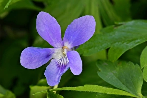 Early dog violet - single blossom growing on forest floor Early dog violet - single blossom growing on forest floor