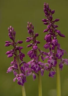 Images Dated 30th April 2005: Early Purple Orchid