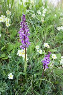 Orchid Collection: Early Purple Orchids - with Primroses growing on a Norfolk roadside verge