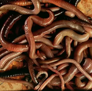 Halloween Collection: Earthworms