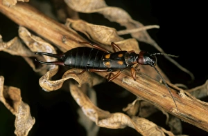 Earwig - in dry foliage Earwig - in dry foliage