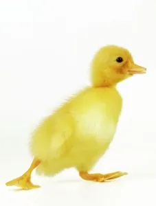 Jean Michel Labat Artwork Prints: Duckling