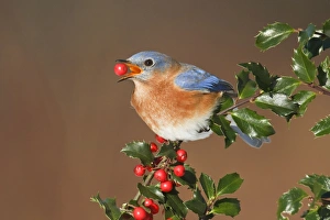 Eastern Bluebird - male eating Holly berries in winter Eastern Bluebird - male eating Holly berries in winter