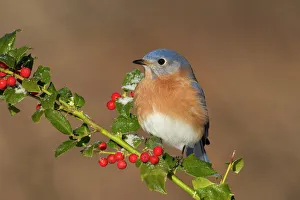 Eastern Bluebird - male with frosted holly berries in winter Eastern Bluebird - male with frosted holly berries in winter