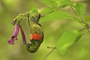 Eastern Double-collared Sunbird - feeding Eastern Double-collared Sunbird - feeding