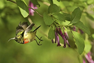 Eastern Double-collared Sunbird - in flight Eastern Double-collared Sunbird - in flight