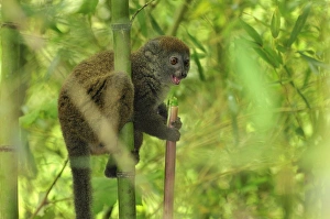 Eastern Lesser Bamboo Lemur - eating bamboo Eastern Lesser Bamboo Lemur - eating bamboo