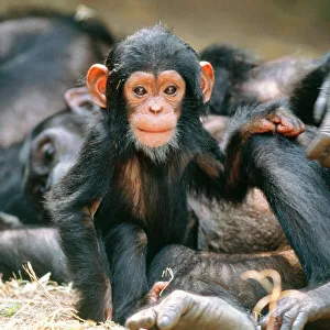 Eastern Long-haired CHIMPANZEE baby Eastern Long-haired CHIMPANZEE baby