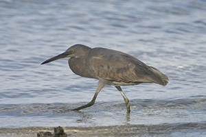 Eastern Reef Egret - Unusually coloured with black legs and black bill Eastern Reef Egret - Unusually coloured with black legs and black bill