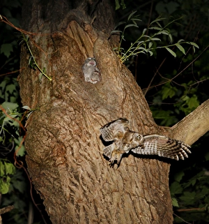 Eastern Screech-Owl - adult feeding young in nest Eastern Screech-Owl - adult feeding young in nest