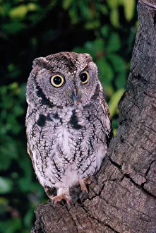 Eastern Screech Owl (Grey) Eastern Screech Owl (Grey)