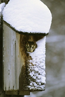 Eastern Screech-Owl - red morph in owl box in residential backyard Eastern Screech-Owl - red morph in owl box in residential backyard