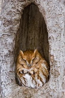 Eastern Screech-Owl - Red morph at winter roost Eastern Screech-Owl - Red morph at winter roost