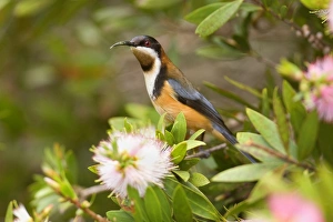 Eastern Spinebill - colourful adult male sits on a Bottle Brush bush about to suck nectar Eastern Spinebill - colourful adult male sits on a Bottle Brush bush about to suck nectar