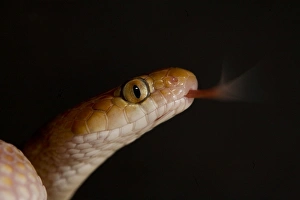 Eastern Tiger Snake - Close-up of head with tongue flickering Eastern Tiger Snake - Close-up of head with tongue flickering