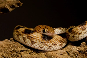 Eastern Tiger Snake - Nocturnal, coiled defensively Eastern Tiger Snake - Nocturnal, coiled defensively