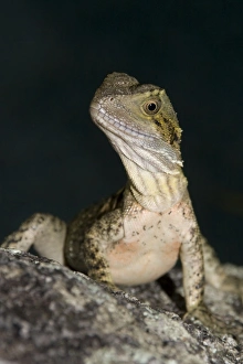Eastern Water Dragon - juvenile about 18 months old, searching for food Eastern Water Dragon - juvenile about 18 months old, searching for food