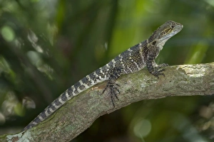 Eastern Waterdragon - adult sitting motionless on a branch waiting for prey Eastern Waterdragon - adult sitting motionless on a branch waiting for prey