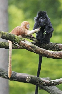 Ebony Leaf Monkey / Javan Langur - adult with young animal, distribution Ebony Leaf Monkey / Javan Langur - adult with young animal, distribution