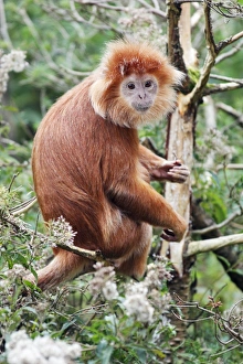 Ebony Leaf Monkey / Javan Langur - animal resting on branch, distribution Ebony Leaf Monkey / Javan Langur - animal resting on branch, distribution