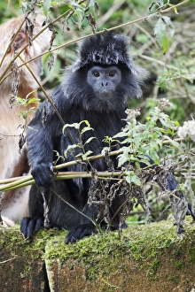 Ebony Leaf Monkey / Javan Langur - animal showing black coloured phase Ebony Leaf Monkey / Javan Langur - animal showing black coloured phase