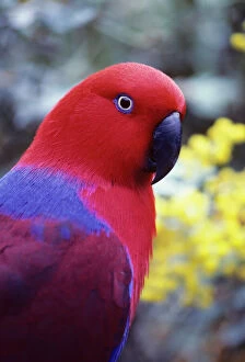 Images Dated 1st March 2007: Eclectus Parrot - Female. Australia