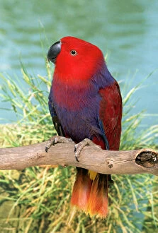 Eclectus Parrot - Hen perched on branch