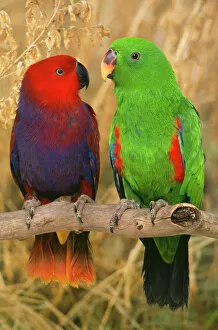 Eclectus Parrot - pair