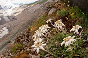 Wildflowers Gallery: Edelweiss with ancient glacier in the background