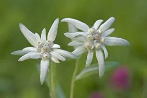 Images Dated 6th August 2006: Edelweiss closeup