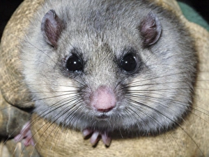 Edible Dormouse - fattened up for winter Edible Dormouse - fattened up for winter