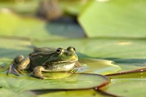 Images Dated 25th July 2005: Edible frog - on lily pad. Vaucluse - PACA - France