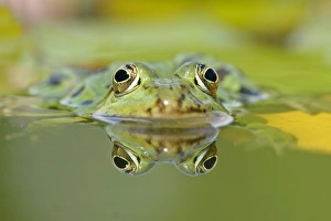 Edible frog - front portrait of frog in water with reflection Edible frog - front portrait of frog in water with reflection