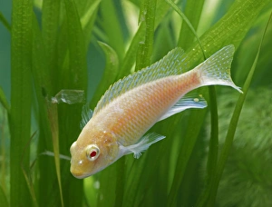 Eduards Mbunda Cichlid - side view, orange morph, tropical freshwater Eduards Mbunda Cichlid - side view, orange morph, tropical freshwater