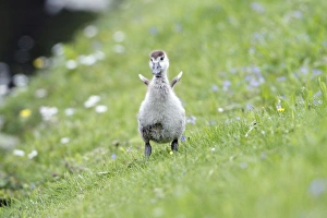 Egyptian Goose - gosling shaking off water - on meadow Egyptian Goose - gosling shaking off water - on meadow