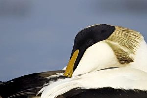 Eider - close up side view of male resting - March Eider - close up side view of male resting - March