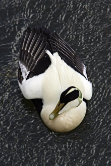 Eider - Male, displaying breeding plumage Eider - Male, displaying breeding plumage