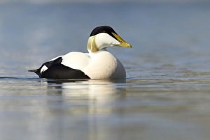 Eider - swimming along shoreline in early morning sunshine - March Eider - swimming along shoreline in early morning sunshine - March